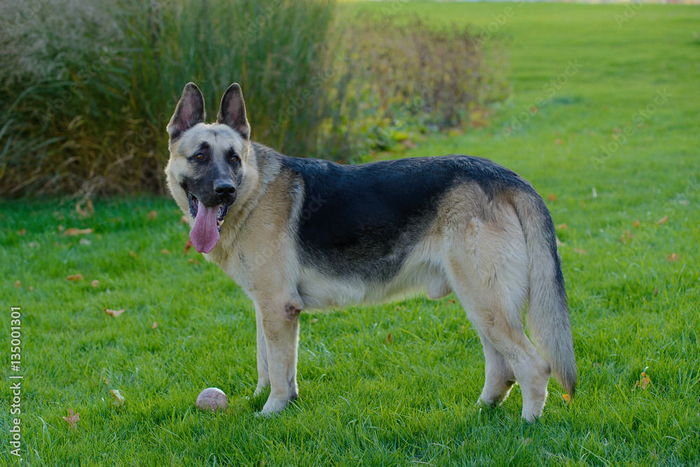 German shepherd dog playing with a ball on the grass on the lawn in the park