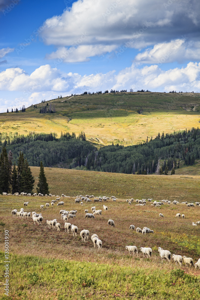Fototapeta premium Rocky Mountain Sheep Herd