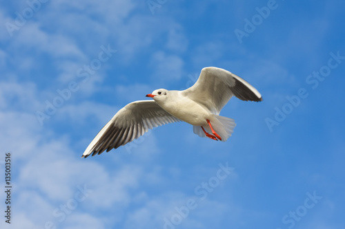 Seagull flying with open wings over blue sky.