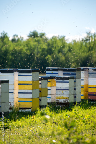 Colorful bee hives on hot summer day © tslphoto