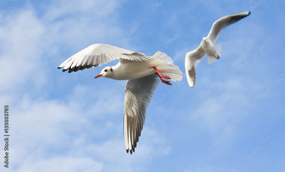 Fototapeta premium Seagulls flying with open wings over blue sky.