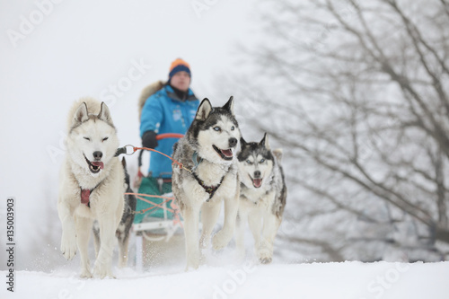 Billede på lærred Winter sled dog race in the wonderful winter landscape in the background is blurred guide dogs