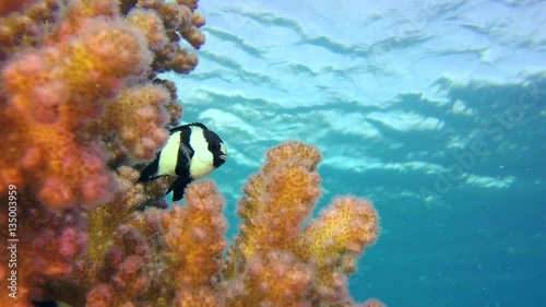 Colorful Tropical Coral Reef with Blue Water Background. Picture of blue-green chromis fish and dascyllus fish in the tropical reef of the Red Sea, Dahab, Egypt.