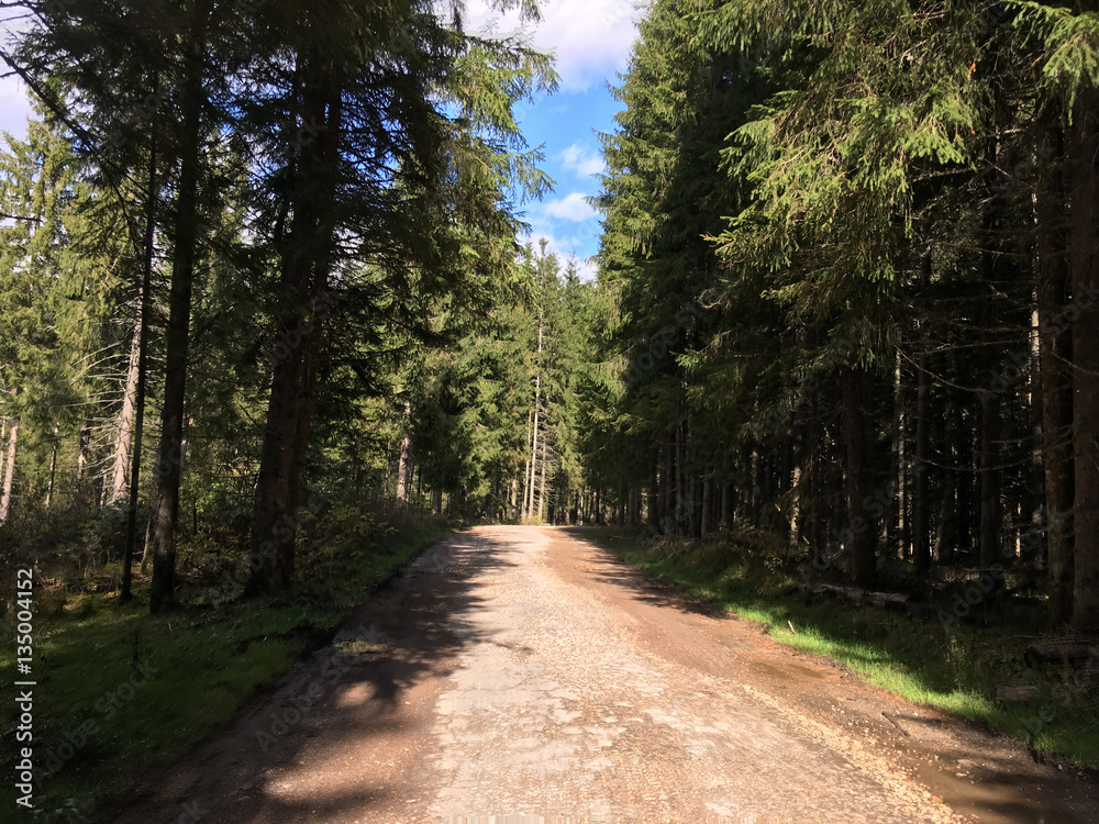 Obraz premium Gravel road in Apuseni Natural Park