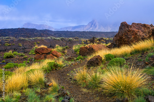 Beautiful view of lava fields with sparse vegetation in Teide Na
