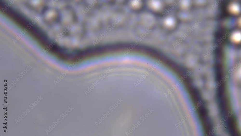 Footage on the theme blood, diseases, interstitial fluid, bacterial background, research using a microscope at extreme magnification of about 1000x