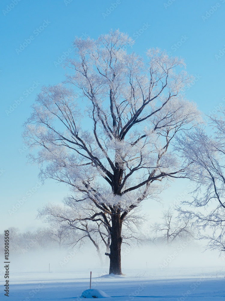 樹氷 樹氷
