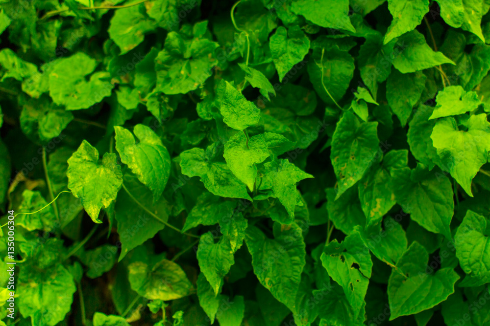 Fototapeta premium Background of green leaves