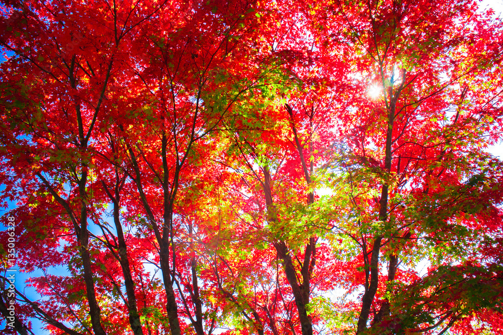 紅葉と木漏れ日然、赤色、モミジ、カエデ、綺麗、黄色