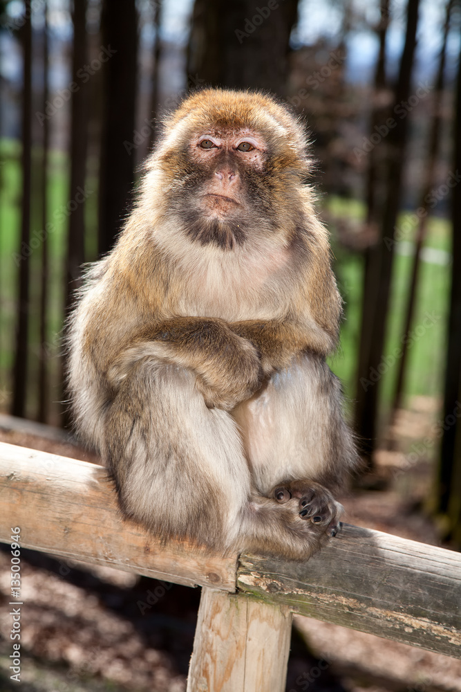 Obraz premium Monkey