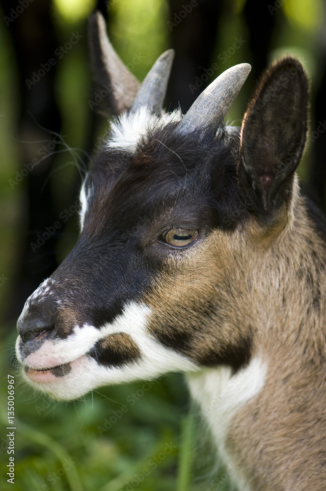 Portrait einer jungen Hausziege (Capra aegagrus hircus) Ziege (Bunte