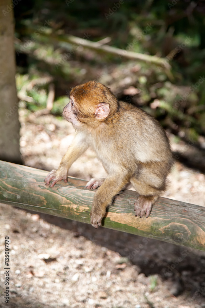 Monkey Monkey