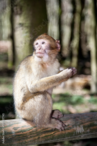 Monkey © Evgeni Schemberger