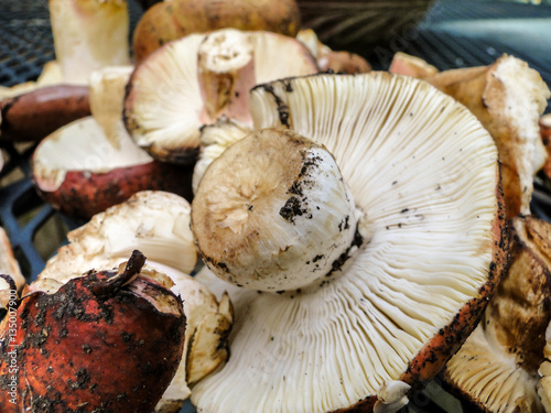 Russula xerampelina harvest  photo