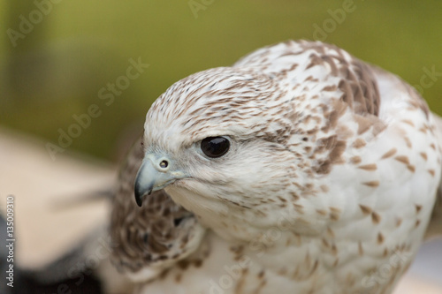 Falcon  photo