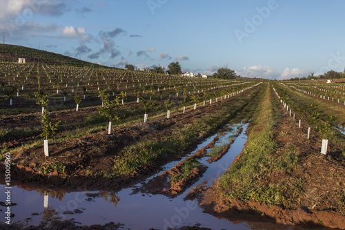 Young orchard of orange trees