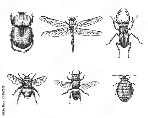 big set of insects bugs beetles and bees many species in vintage old hand drawn style engraved illustration woodcut