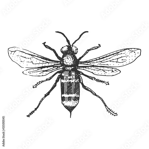 beetle, insect species isolated engraved, hand drawn animal in vintage style © artbalitskiy