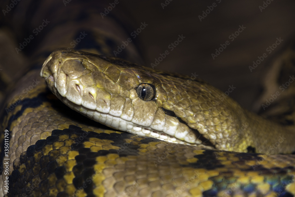 Closeup of large snake with detail of eye and mouth Closeup of large snake with detail of eye and mouth