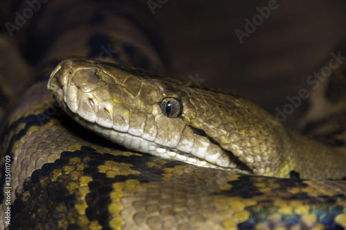 Closeup of large snake with detail of eye and mouth