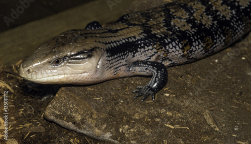 Closeup of salamander reptile moving along the rocky ground