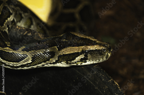 Closeup of dangerous snake face side view