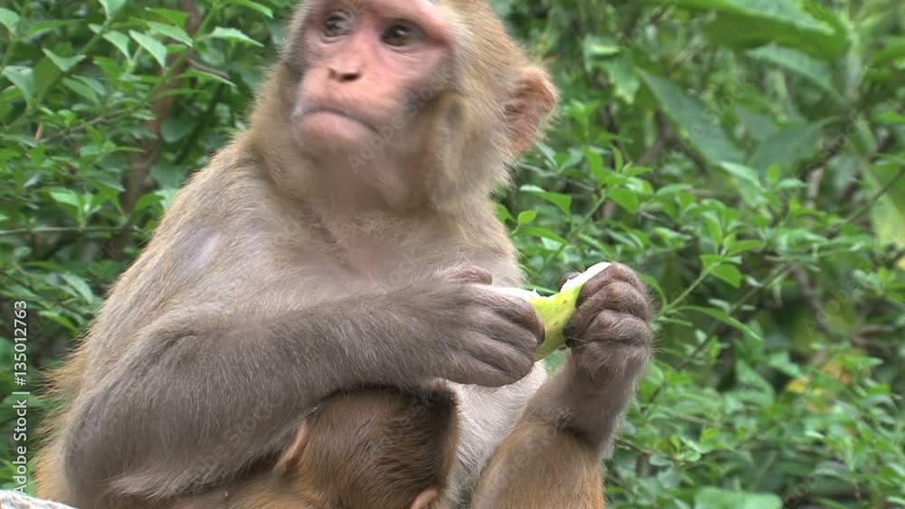 Monkey eating fruit Monkey eating fruit