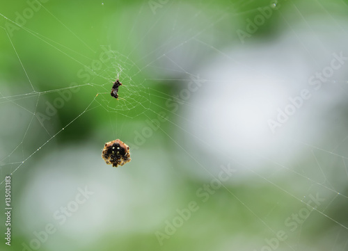 Spider with its food