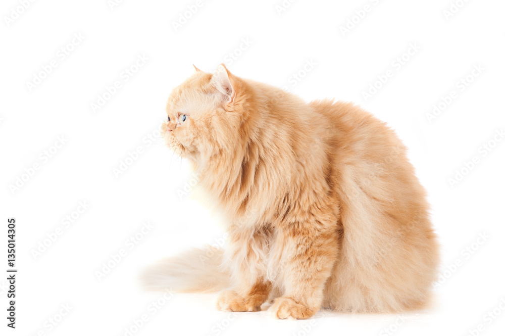 Fotografie Cat, orange Persian cat On a white background