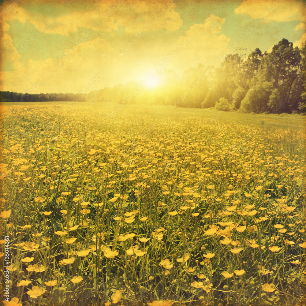 Grunge image of yellow wildflower field at sunset.