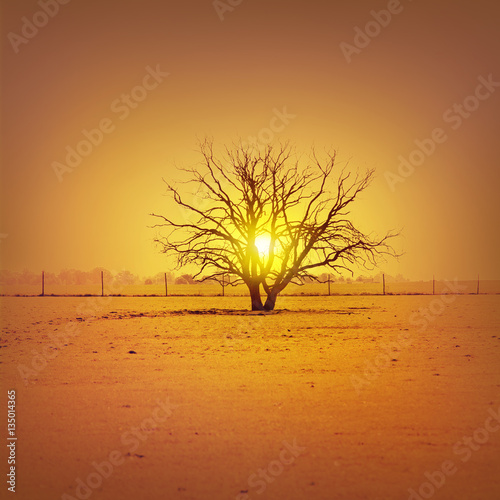 Lonely tree in the field at sunset.