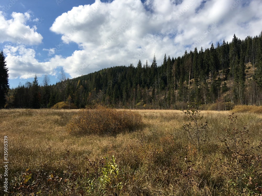 Forest at Apuseni Natural Park