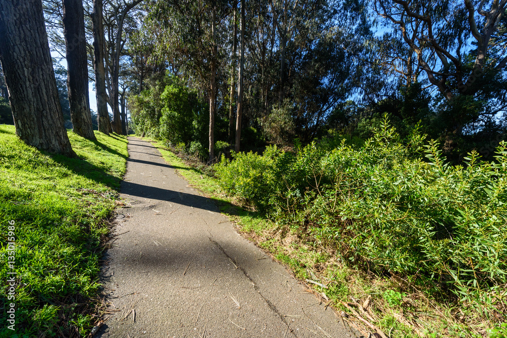 Paved path through Golden Gate Park with trees Paved path through Golden Gate Park with trees