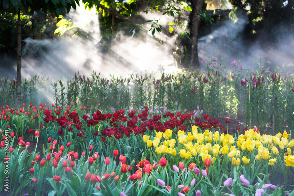 Obraz Colorful tulips in garden with light ray and stream