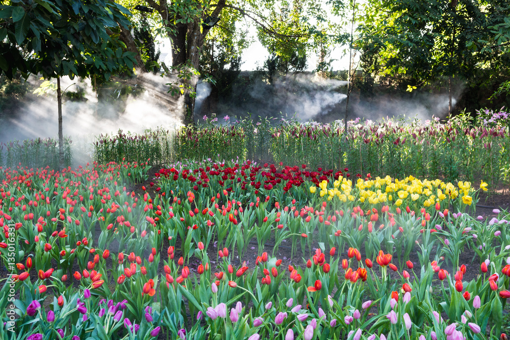 Obraz Colorful tulips in garden with light ray and stream