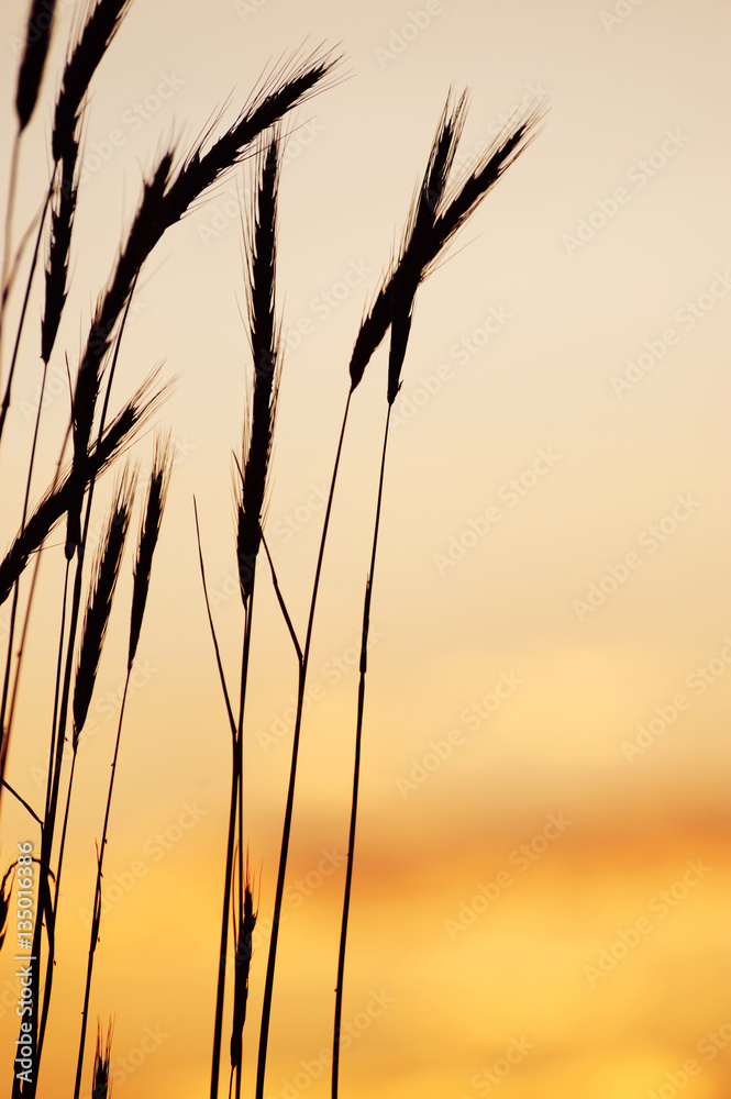 fox tail grass against dusk sunlight sky fox tail grass against dusk sunlight sky
