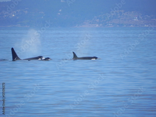 Orca Family Breaching the Ocean Surface