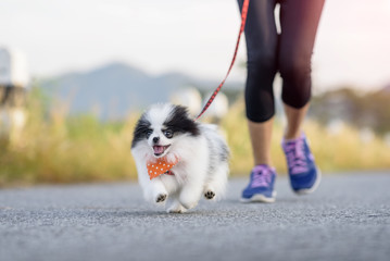 puppy dog running exercise on the street park in the morning