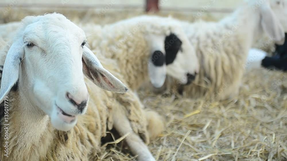 sheep sheep