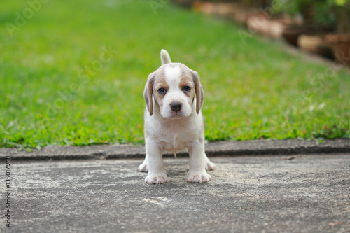Fototapeta Naklejka Na Ścianę i Meble -  purebred beagle puppy is learning the world in first time