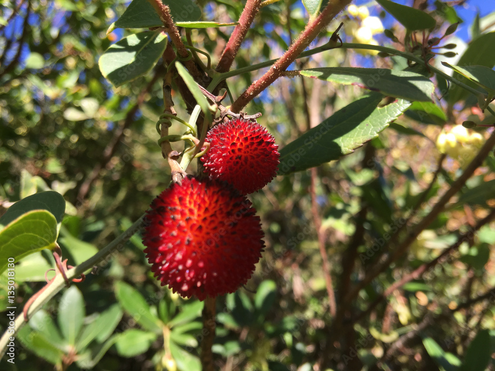Obraz premium Strawberry fruit in a tree