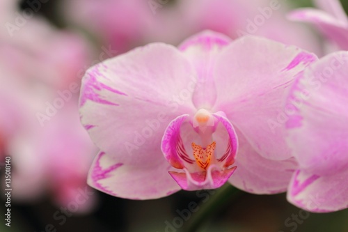            Phalaenopsis Meddy  Arrow  