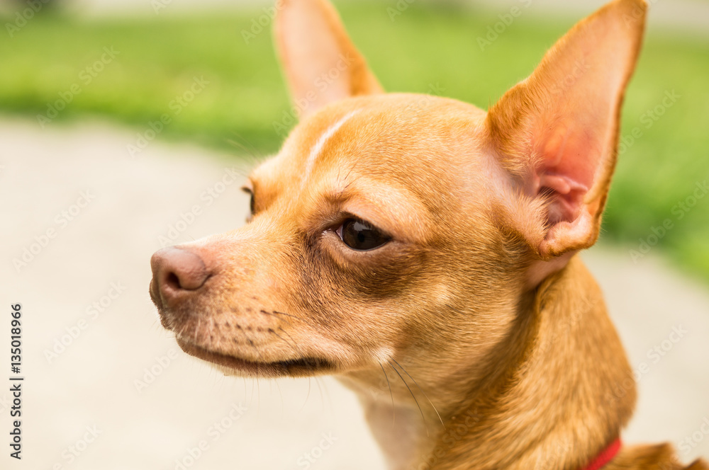 Chihuahua Looking at Something Chihuahua Looking at Something
