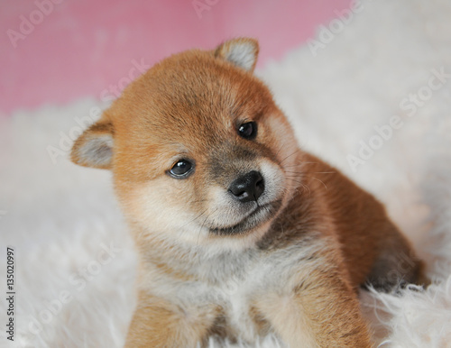 生後29日の柴犬の赤ちゃん
