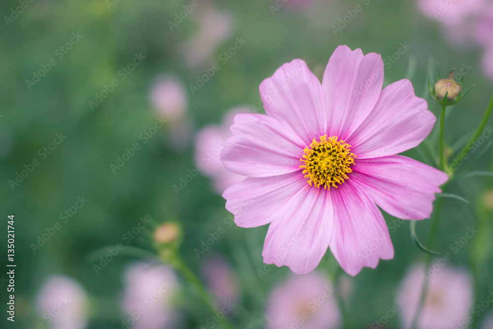 Wild cosmos flowers background with vintage filter