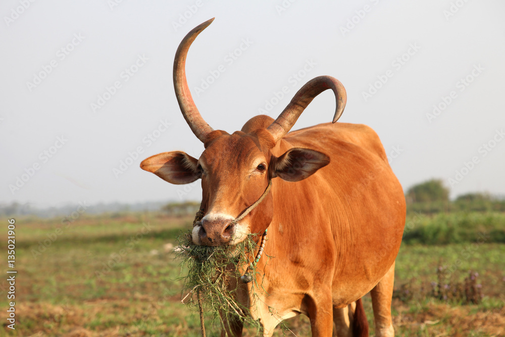 Curious cow eating grass at the field