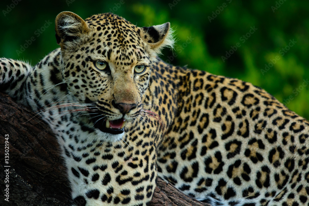 African leopard with summer background, Sabi Sand Game Reserve, South Africa African leopard with summer background, Sabi Sand Game Reserve, South Africa