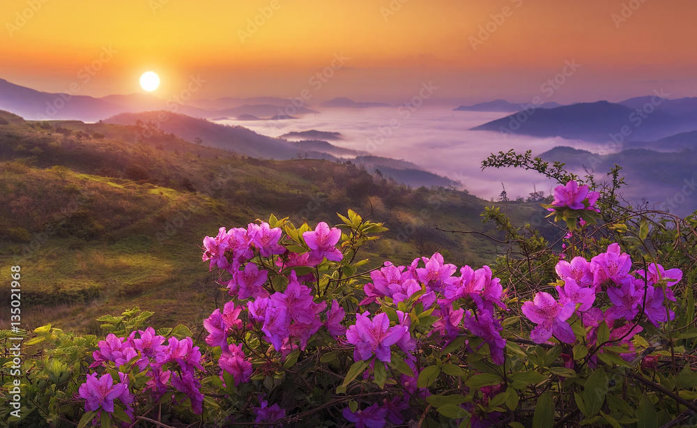 Azalea on the top of a mountain Azalea on the top of a mountain