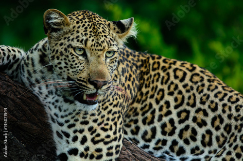African leopard with summer background, Sabi Sand Game Reserve, South Africa
