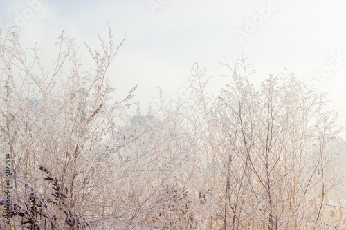 Withered grass covered with frost on background of cloudy sky